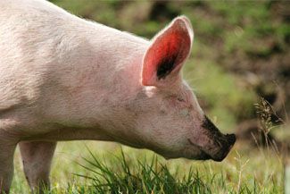 sow
